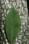 Diospyros virginiana NRCS-1.jpg