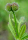 Galium aparine2 W.jpg