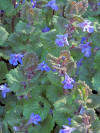 Glechoma hederacea, Hondsdraf (4).jpg