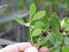 File:Ilex glabra 002 by Scott Zona.jpg