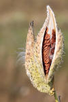 Milkweed-in-seed.jpg