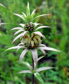 Monarda punctata (4908479312).jpg