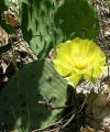 Opuntia humifusa var. humifusa.jpg