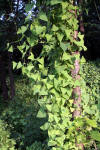 Persicaria perfoliata 5.JPG