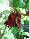 Podophyllum Spotty Dotty (9158230384).jpg