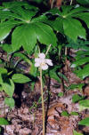 Podophyllum peltatum.jpg