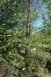 Prunus pensylvanica tree.jpg