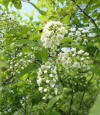 Prunus virginiana flowers.jpg