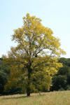 Robinia acacia 'frisia' JPG.jpg