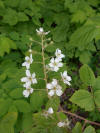 Rubus allegheniensis 2017-05-23 1493.jpg