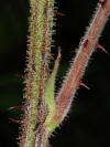 Rubus allegheniensis NRCS-004.jpg