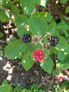 Rubus argutus fruits.jpg