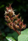 Rubus phoenicolasius C.jpg