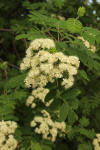 Sorbus americana Wien.jpg