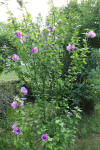 Straucheibisch Hibiscus syriacus 3129.jpg