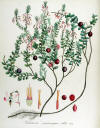Vaccinium macrocarpon â?? Flora Batava â?? Volume v14.jpg