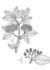 Viburnum prunifolium illustration 001.jpg