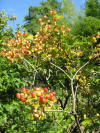 Viburnum trilobum3.jpg