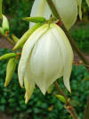 Yucca filamentosa 002.JPG