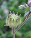 Abutilon theophrasti 2006.10.11 17.01.39-pa110057.jpg