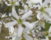 Amelanchier canadensis flower.jpg