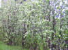 Amelanchier canadensis in blossom.jpg