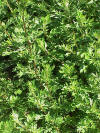 Artemisia vulgaris0.jpg