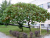 Brosen rhus typhina3.jpg