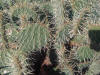 Caryophyllales - Opuntia humifusa 1.jpg