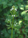 Galium aparine01.jpg