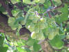 Ginkgo biloba0.jpg