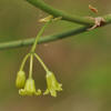 Smilax rotundifolia