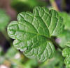 henbit leaf