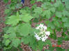 Highbush Cranberry.jpg