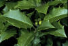 Ilex opaca USDA.jpg