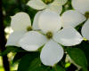 Kousa Dogwood Wallpaper-1280x1024.jpg