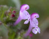 Lamium-amplexicaule-250404.jpg