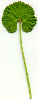 Malva neglecta leaf