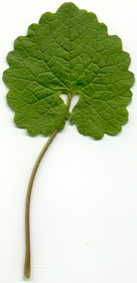 Alliaria petiolata leaf
