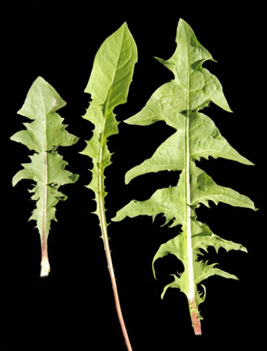 Image result for Taraxacum erythrospermum, LEAF