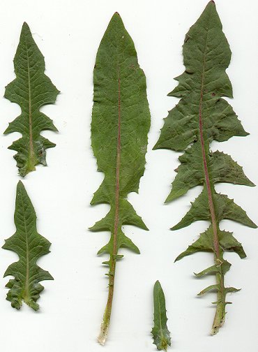 Cichorium intybus leaves