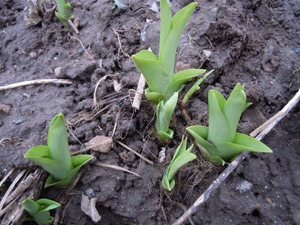 Daylily Shoots Are Edible