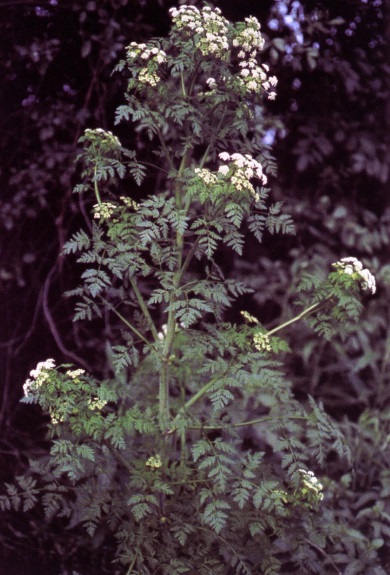 Chenopodium ambrosioides: Epazote leaf and flowers