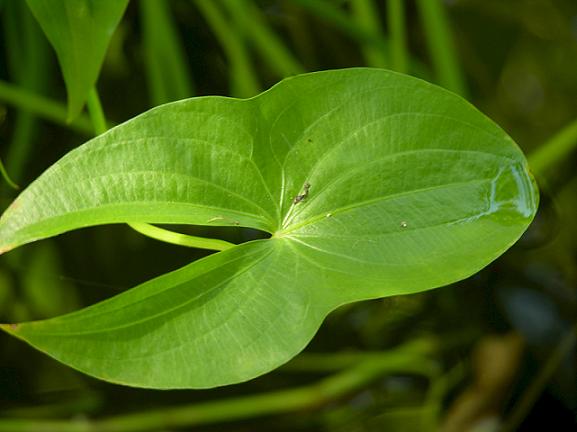 Image result for star of bethlehem, plant