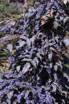 Mahonia bealei pm1.jpg