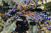 Mahonia bealei pm.jpg