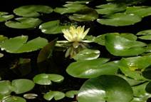 https://upload.wikimedia.org/wikipedia/commons/thumb/d/dd/Yellow_Lily_in_Pond_3264px.jpg/1920px-Yellow_Lily_in_Pond_3264px.jpg