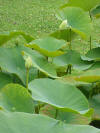 Nelumbo nucifera lutea1.jpg