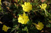 Oenothera biennis fg02.jpg