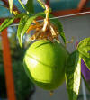 Passiflora incarnata fruit.jpg